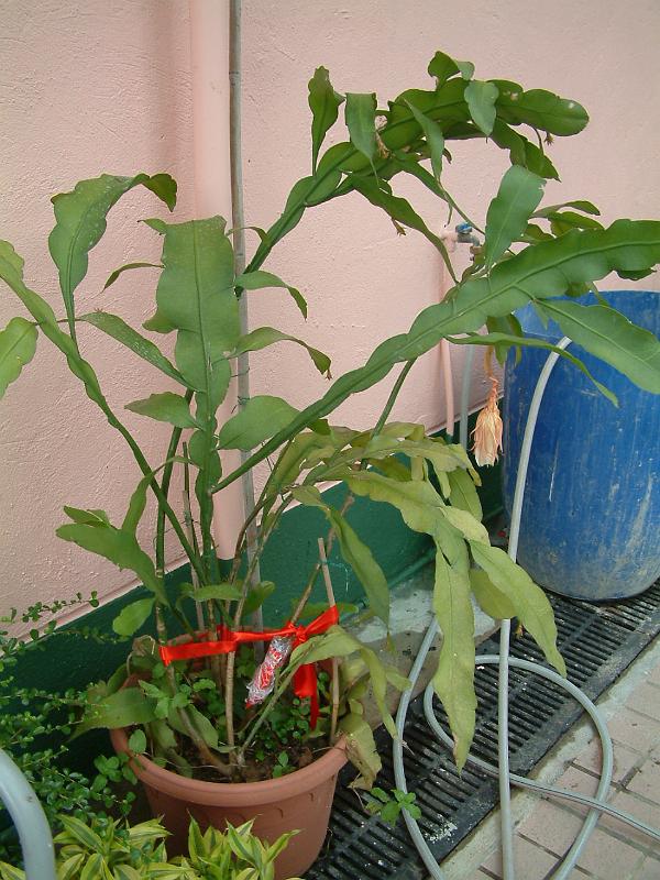 DSCF0072( 開花後 ).JPG